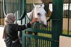 Частная ферма по разведению лошадей в Саудовской Аравии