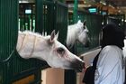 Частная ферма по разведению лошадей в Саудовской Аравии