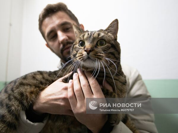 Владелец кота Виктора может стать акционером "Аэрофлота"