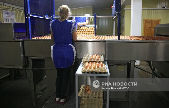 Сотрудница на линии сортировки яиц на птицефабрике "Волжская" в Среднеахтубинском районе Волгоградской области. Место: Россия, Волгоград. Автор: Кирилл Брага/РИА Новости. Птицефабрика "Волжская" в Волгоградской области