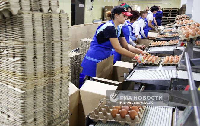 Сотрудницы на линии упаковки яиц на птицефабрике "Волжская" в Среднеахтубинском районе Волгоградской области. Место: Россия, Волгоград. Автор: Кирилл Брага/РИА Новости. Птицефабрика "Волжская" в Волгоградской области