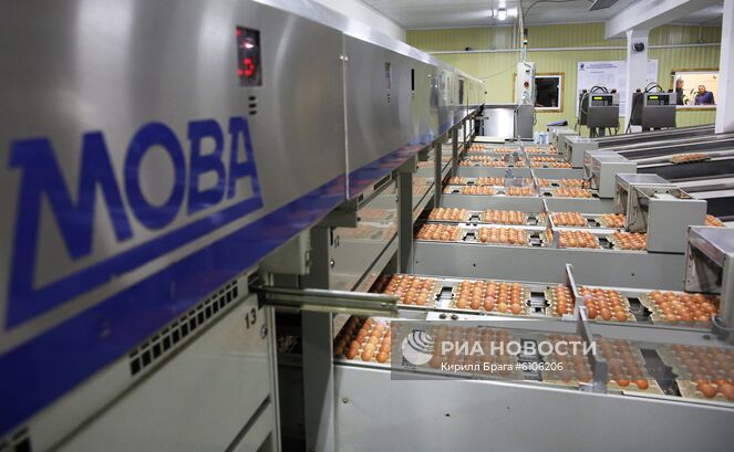 Линия упаковки яиц на птицефабрике "Волжская" в Среднеахтубинском районе Волгоградской области. Место: Россия, Волгоград. Автор: Кирилл Брага/РИА Новости. Птицефабрика "Волжская" в Волгоградской области