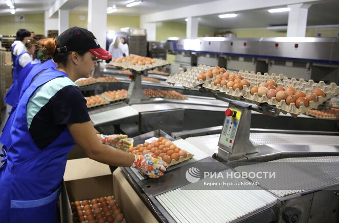 Сотрудницы на линии упаковки яиц на птицефабрике "Волжская" в Среднеахтубинском районе Волгоградской области. Место: Россия, Волгоград. Автор: Кирилл Брага/РИА Новости. Птицефабрика "Волжская" в Волгоградской области