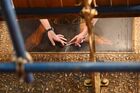 Реставратор за работой по восстановлению фрески Успенского собора Московского Кремля. Место: Россия, Москва. Автор: Сергей Пятаков/РИА Новости. Реставрация Успенского собора Московского Кремля