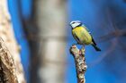 Птицы городских лесов и парков Карелии