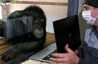 Зоолог Олег Кокарев показывает шимпанзе Анфисе фотографии на ноутбуке в парке флоры и фауны "Роев ручей" в Красноярске. Место: Россия, Красноярск. Автор: Илья Наймушин. Работа парка флоры и фауны "Роев ручей" в Красноярске