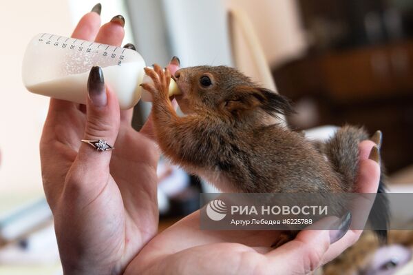 В Сочи сотрудница парка "усыновила" новорожденных бельчат