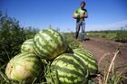 Выращивание арбузов и дынь в Краснодарском крае