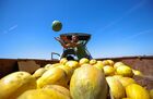 Выращивание арбузов и дынь в Краснодарском крае
