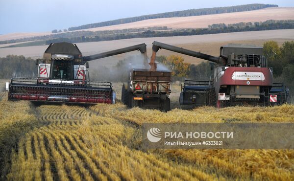 Уборка урожая зерновых в Красноярском крае