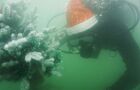 Установка подводной ели в Абрау-Дюрсо