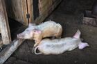 Вспышка африканской чумы среди животных в Забайкальском крае