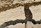 Кошка на территории пещерного монастыря Челтер-Мармара, расположенного на обрыве горы Челтер-Кая. Место: Россия, Республика Крым. Автор: Константин Михальчевский. Монастырь Челтер-Мармара в Крыму