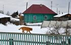Кот идет по забору в поселке Усть-Ишиме Омской области. Место: Россия, Омская область. Автор: Алексей Мальгавко. Фото недели