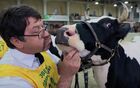 На выставке племенных сельскохозяйственных животных "Звезды Подмосковья - 2021", которая проходит на территории Национального конного парка "Русь", расположенного в деревне Орлово Ленинского городского округа Подмосковья. Около 30 ведущих племенных хозяйств подмосковного региона представили на выставке более 60 коров черно-пестрой, голштинской, айрширской и джерсейской пород.
Место: Россия, Московская область. Автор: Виталий Белоусов/РИА Новости. ФОТО НЕДЕЛИ