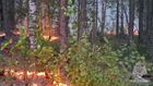 Природные пожары в Карелии