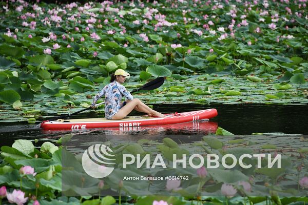 Цветение лотосов в Приморском крае