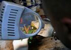 Реставратор Виталий Шмелёв во время работы в научном центре "Археология и реставрация" в Туле. Место: Россия, Тула. Автор: Кирилл Каллиников/РИА Новости. Музей "Куликово поле"