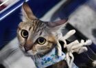 Благотворительная выставка-раздача котят и щенков во Владивостоке