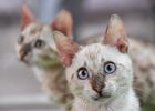 Выставка кошек "КоШарики Шоу"
