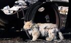 Пострадавшая от пожара кошка на развалинах сгоревшего дома в деревне Лакино Большемуртинского района Красноярского края, где в результате крупного пожара во время штормового ветра сгорело более 40 жилых домов. Всего, по официальным данным, в Красноярском крае 7 мая сгорело 827 строений, в том числе 518 жилых домов в 60 населённых пунктах, погибли 8 человек. Место: Россия, Красноярский край. Автор: Илья Наймушин. Последствия природных пожаров в Красноярском крае