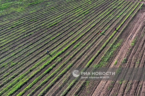 Сбор спаржи в Северной Осетии