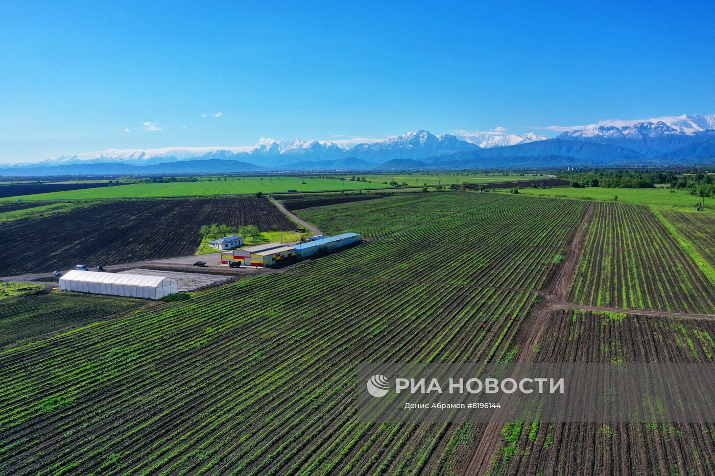Плантация спаржи компании "Долина спаржи"в Северной Осетии. В Северной Осетии, в рамках программы импортозамещения, начали выращивать необычную для этих мест культуру - спаржу. Место: Россия, Республика Северная Осетия-Алания. Автор: Денис Абрамов/РИА Новости. Сбор спаржи в Северной Осетии