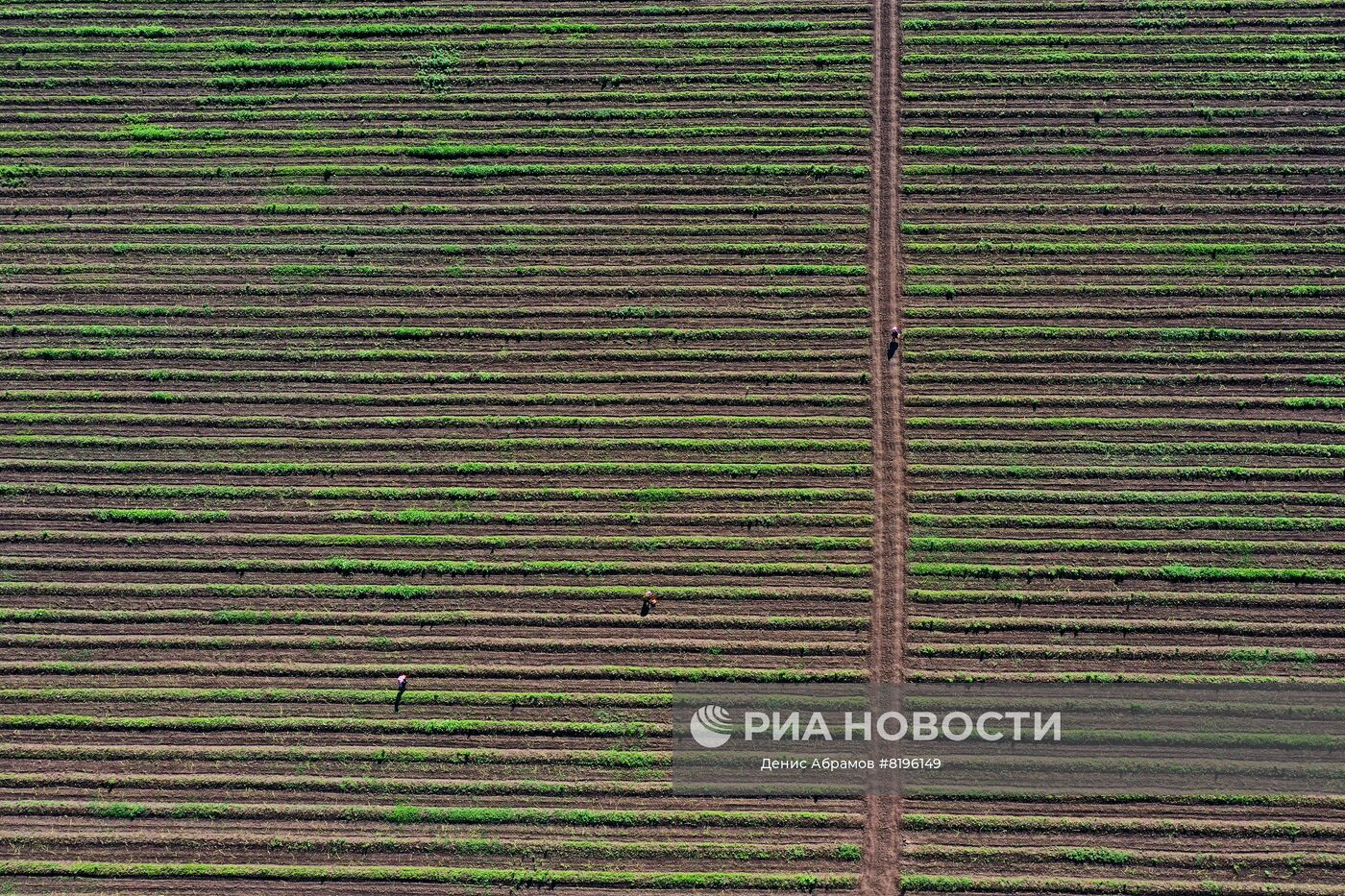 Сбор спаржи на плантации компании "Долина спаржи"в Северной Осетии. В Северной Осетии, в рамках программы импортозамещения, начали выращивать необычную для этих мест культуру - спаржу. Место: Россия, Республика Северная Осетия-Алания. Автор: Денис Абрамов/РИА Новости. Сбор спаржи в Северной Осетии