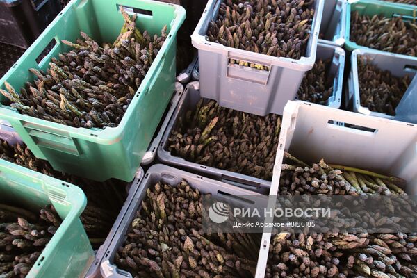 Сбор спаржи в Северной Осетии