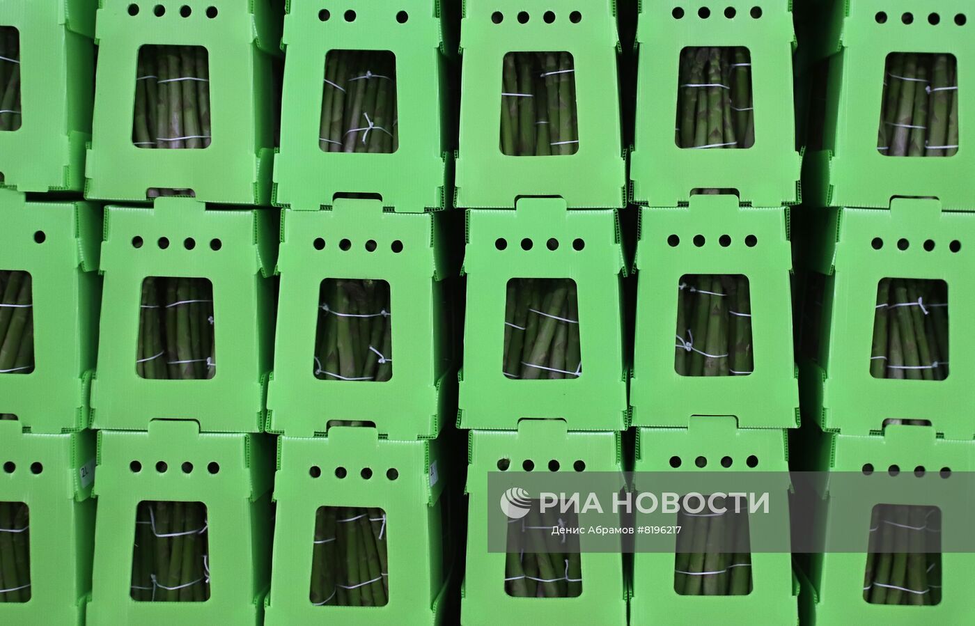 Готовая продукция на предприятии "Долина спаржи"в Северной Осетии. В Северной Осетии, в рамках программы импортозамещения, начали выращивать необычную для этих мест культуру - спаржу. Место: Россия, Республика Северная Осетия-Алания. Автор: Денис Абрамов/РИА Новости. Сбор спаржи в Северной Осетии