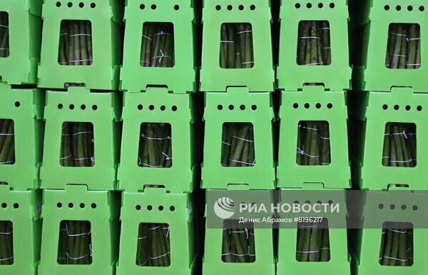 Сбор спаржи в Северной Осетии