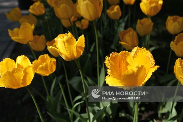 Тюльпаны