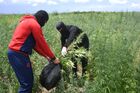 Уничтожение плантаций конопли в Запорожской области