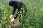 Сотрудники правоохранительных органов уничтожают плантацию конопли в окрестностях Мелитополя в Запорожской области. Место: Украина, Запорожская область. Автор: Алексей Майшев/РИА Новости. Уничтожение плантаций конопли в Запорожской области