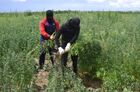 Уничтожение плантаций конопли в Запорожской области