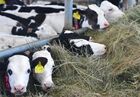 Коровы на молочной ферме в одном из поселков Харьковской области в зоне специальной военной операции на Украине. Место: Украина, Харьковская область. Автор: Кирилл Нортон. Мирная жизнь в одном из поселков Харьковской области