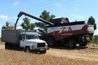 Уборка урожая пшеницы в Ростовской области. В южных регионах России стартовал сбор пшеницы. Место: Россия, Ростовская область. Автор: Сергей Пивоваров/РИА Новости. Уборка урожая пшеницы на юге России