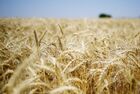 Сбор урожая пшеницы в Запорожской области