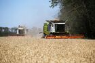 Уборка урожая пшеницы на юге России