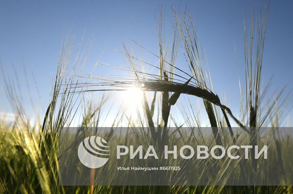 Выращивание злаковых культур в Красноярском крае