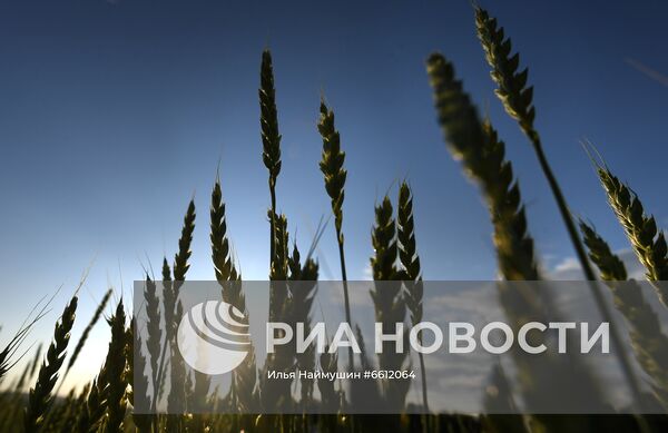 Выращивание злаковых культур в Красноярском крае