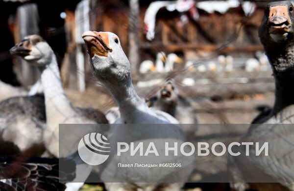 Частное животноводческое хозяйство в Челябинской области