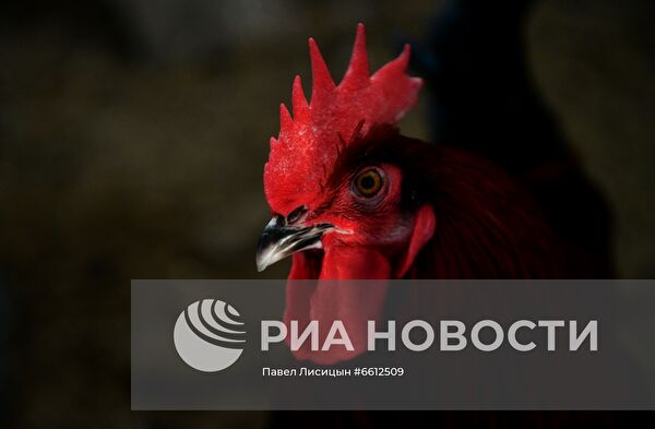 Частное животноводческое хозяйство в Челябинской области