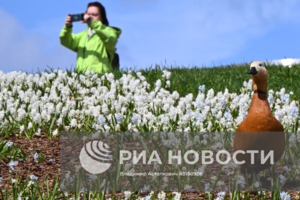 Проект "Волны цветения" в парке "Зарядье"